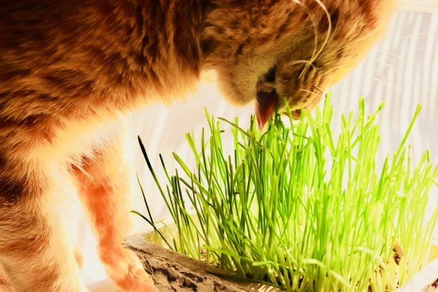 猫草は猫に必要不可欠なもの？