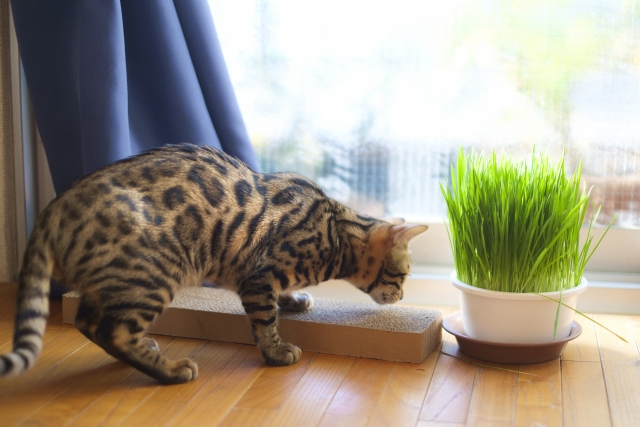 猫にとって猫草とは