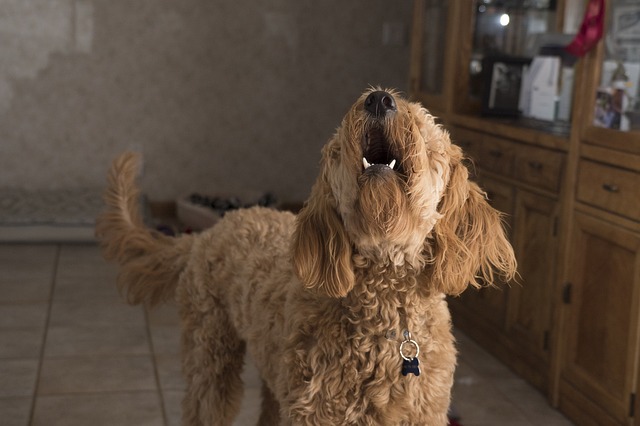 犬が特定の家族にだけ吠えるのはなぜ？